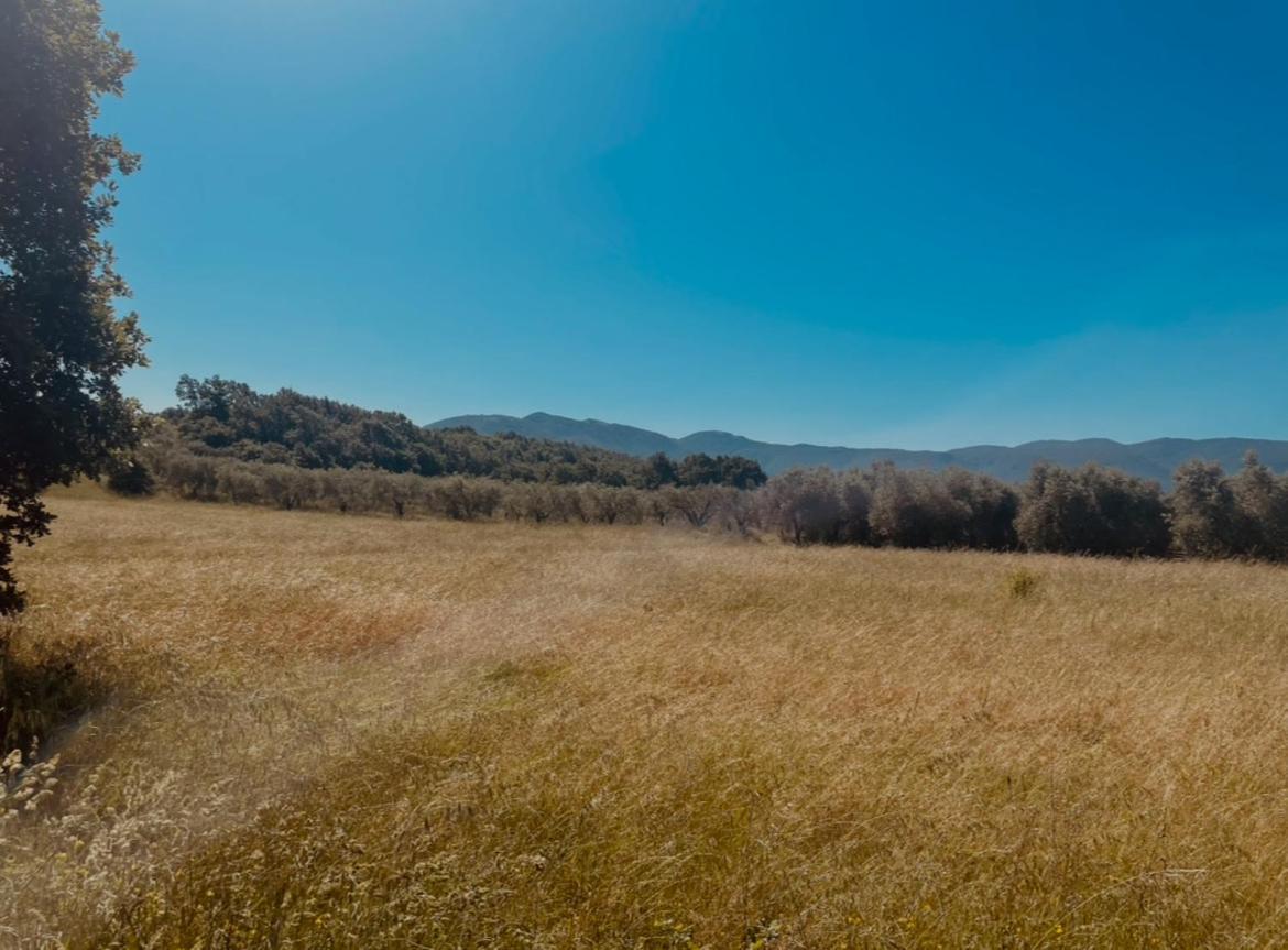 Al Capannone Di Pietro Bed & Breakfast Colli a Volturno ภายนอก รูปภาพ